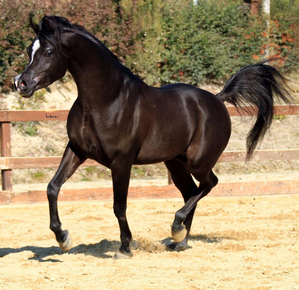 Magic Magnifique exotic black Arabian stallion